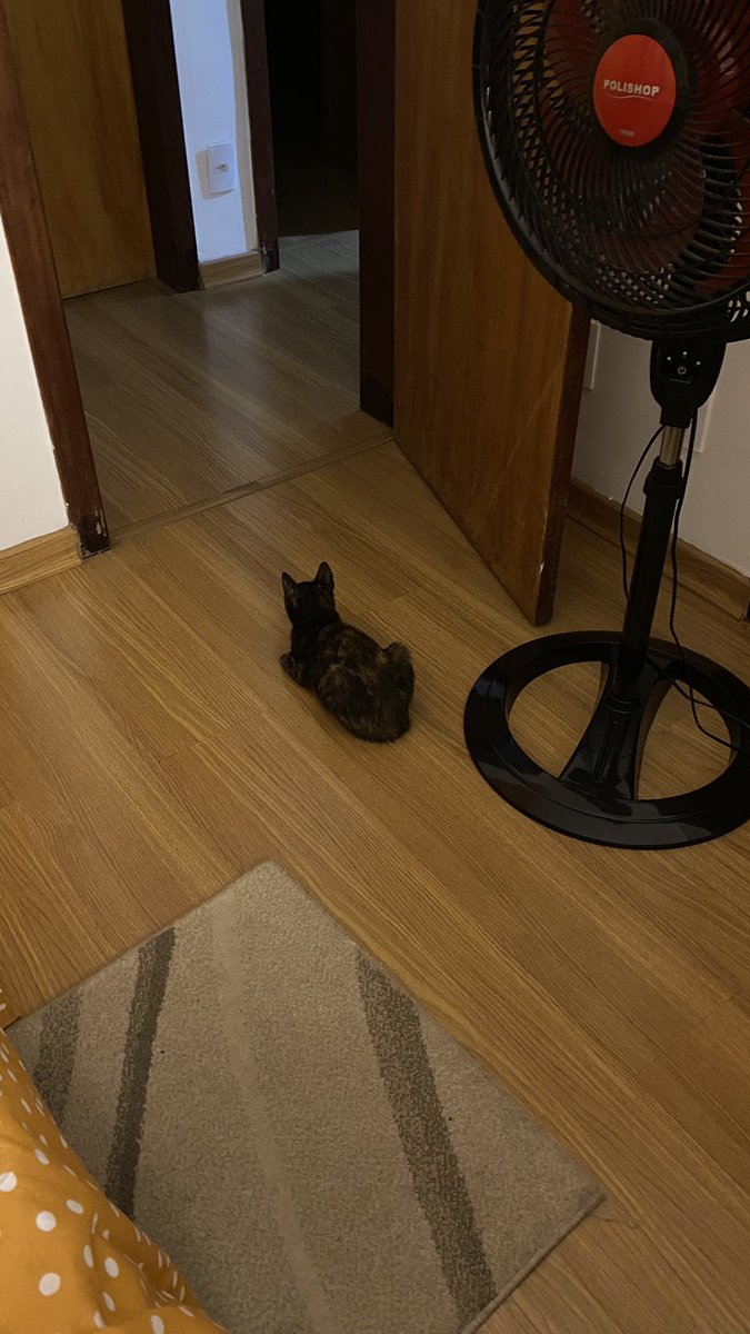 S0URBLUE's tweet photo. estou sendo mãe de pet temporariamente e maternidade nao eh fácil mas a niezinha é a coisa mais preciosa desse mundo quero guardar ela num potinho https://t.co/WAQGlclOV5