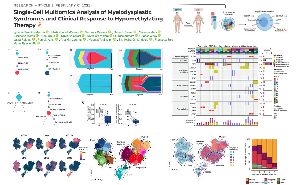 Very happy to share our  #singlecell #multiomics analysis of #MDS patients and clinical response to #HMA in <a href="/CRC_AACR/">Cancer Research Communications</a> <a href="/ManelEsteller/">Manel Esteller</a> 
Check it out!✨ aacrjournals.org/cancerrescommu…