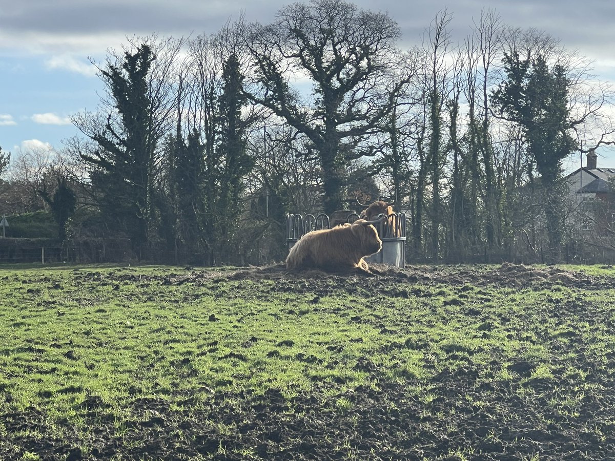 Is_Right's tweet image. Love coming the farm shop for these little beauties