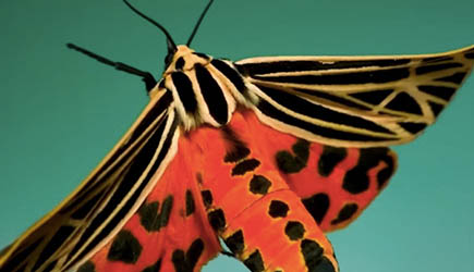 WeblogsNL's tweet photo. Zefrank | True Facts: The Crazy Defenses of Butterflies and Moths https://t.co/ySIFQpv7g6 https://t.co/NHlT27XNRK