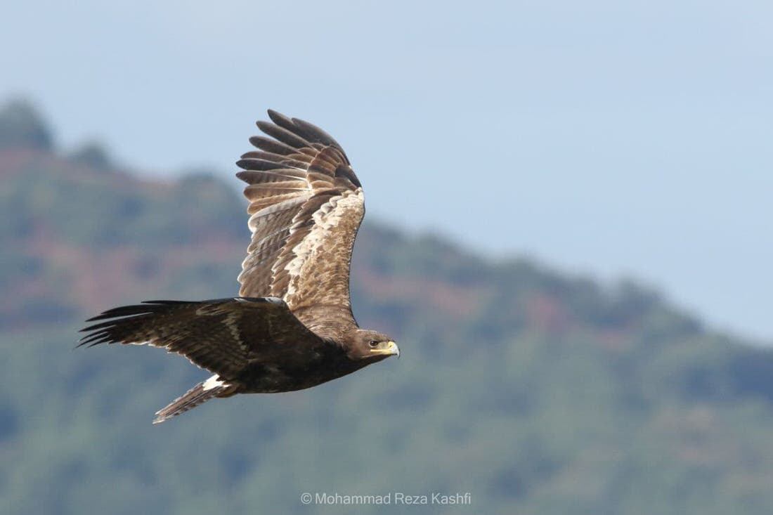 _OSME's tweet photo. In n. Iran several raptor migration bottlenecks have recently been discovered. In our latest guest blog, Abraham Shokouhi describes how education, training, tourism, and conservation along this route have developed. Read the blog: https://t.co/b3UC3whvz8 #OSMEwork #OSMEregion https://t.co/KQHlkQgoV9
