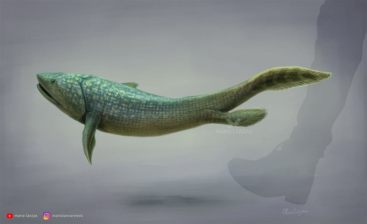 mariolanzas5's tweet image. PANDERICHTHYS is one of the animals of my Devonian-themed video (youtu.be/0aH-vpdbGVI) . It&apos;s one of the clearest examples of the ¨fish¨-tetrapod evolutionary transition. found in what is now Latvia   #devonian #panderichthys #transitionalfossil
