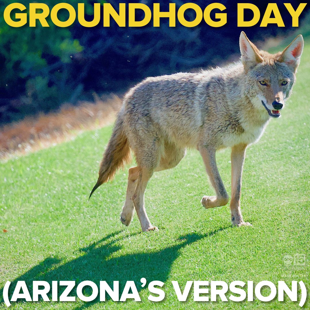 Happy Groundhog Day (Arizona's way)! Will the coyote see his shadow with these clouds and rain?! #abc15wx