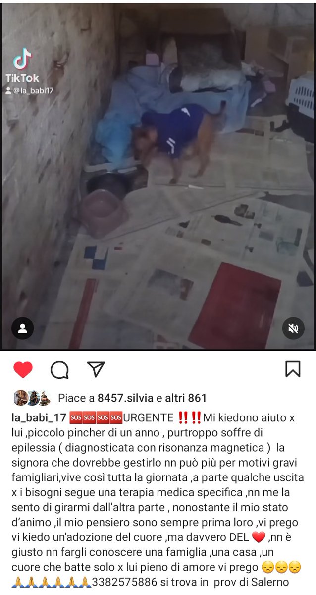 URGENTISSIMO 🆘🆘🆘🆘☎️3382575886🐕piccolo pincher 1 anno,soffre di epilessia (diagnosticata con risonanza magnetica ) la signora nn può più gestirlo per motivi gravi famigliari,vive così tutta la giornata. TIRIAMOLO VIA DA LI🙏🙏😭😭 #4voiceless  🏡Salerno