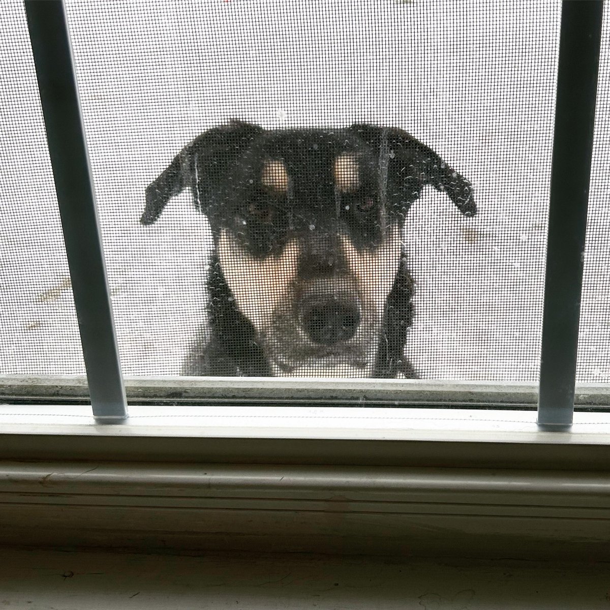 Well hello, Mr. Chance. Is someone ready to come in after playing in the snow? But why are you standing on the basement bulkhead? 🤣

The view from my #writing studio!🤣
#someoneiswatching #dogs #dogstagram #snow #vermont #writingcommunity #writerslife