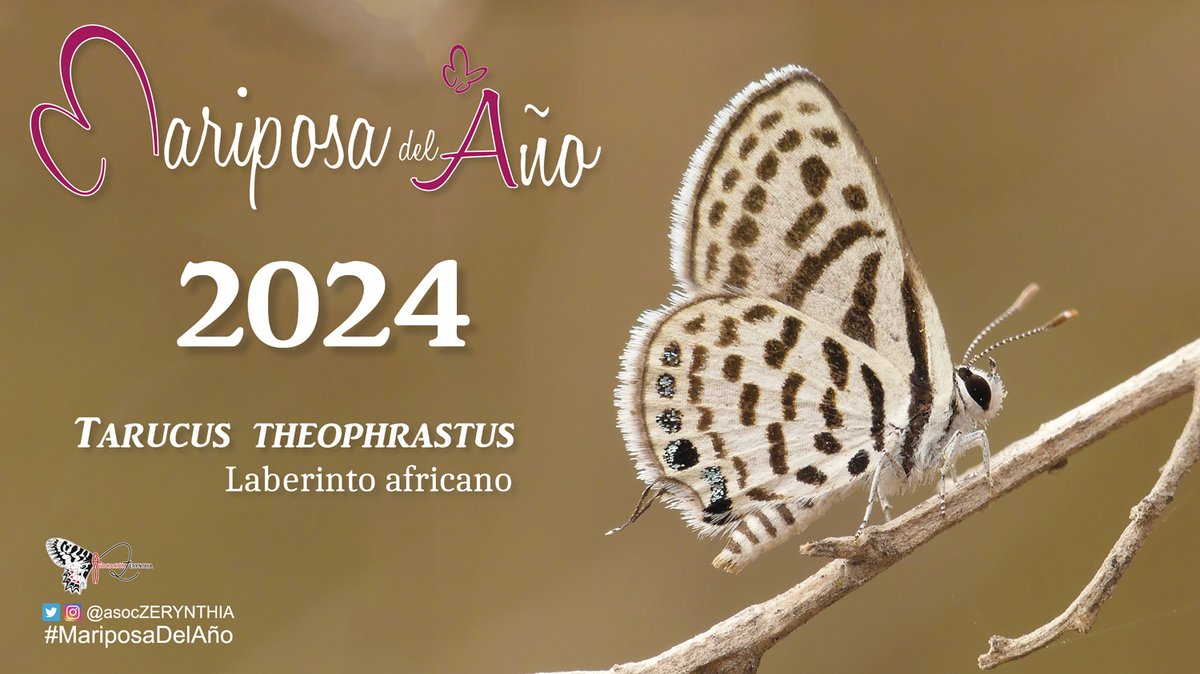 🗣️¡Ya tenemos #MariposaDelAño 2024! 🏅 La 'Tarucus theophrastus', más conocida como 'laberinto africano', se corona este año como #MDA2024. Un evento que ha unido a amantes de la naturaleza y refleja el creciente compromiso con la conservación de nuestros lepidópteros 🧶👇.