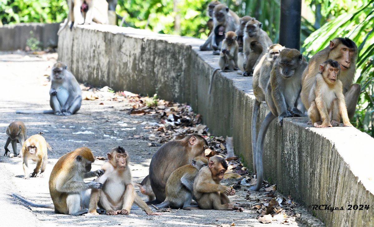 Halfway through our 3-wk distribution survey of macaques in Sumatra - led by Dr. Entang Iskandar (<a href="/PSSP_IPB/">PSSP IPB</a>). Came across two large groups of Mf &amp; Mn along the road in Aceh province. Observed interspecific grooming and close proximity btw members of both species (Photo). <a href="/Wa_NPRC/">Washington National Biomedical Research Center</a>