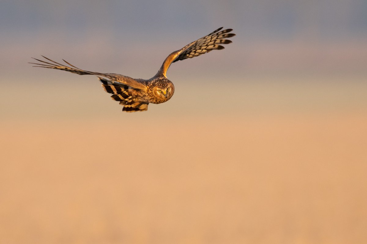 The 2022 National Hen Harrier Breeding Survey confirms the ongoing collapse of one of Ireland's most iconic birds. The #HenHarrier population is now 85 - 106 pairs, a decline of 30% since 2015 &amp; of 59% since the first national survey (1998-2000).
npws.ie/news/results-2…