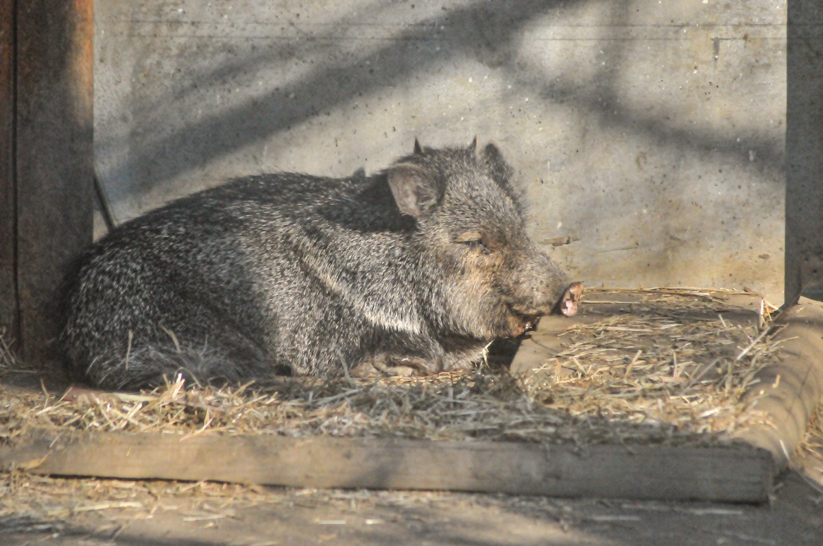 goori_zoo's tweet photo. Good morning☀
背中の臭腺が独特のにおいらしい…嗅いでみたいな
#クビワペッカリー #collaredpeccary #動物園 #ZOO #動物 #animal #上野動物園 https://t.co/Am7BKjPYpz
