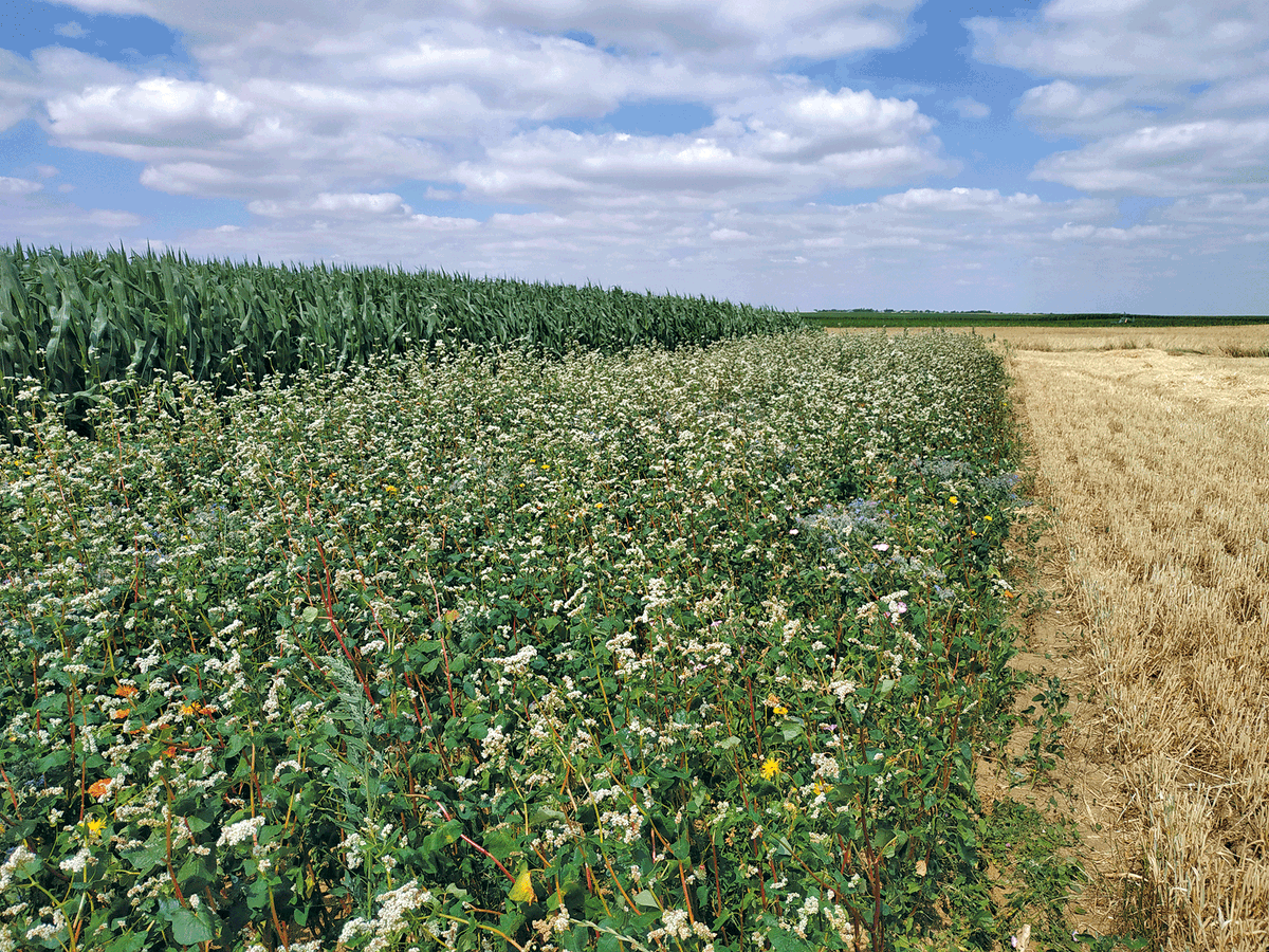 La restauration de bandes fleuries en bordure de champ pour concilier activités agricoles, conservation de la biodiversité, résilience des écosystèmes et durabilité de l'agriculture. Notre sélection d’articles sur le sujet 👉 revue-set.fr/announcement