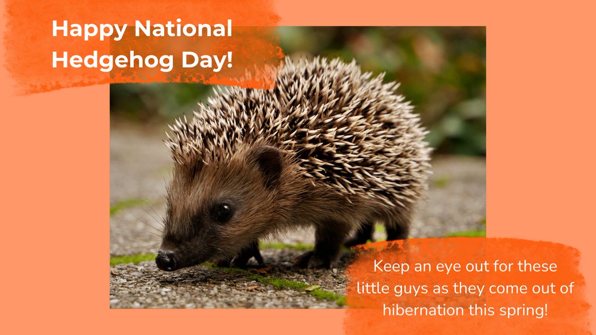 What's not to love about hedgehogs? Sadly, it's estimated that between 100,000 and 300,000 hedgehogs are killed on the UK's roads every year. We can all do our part to protect them by having less traffic on our roads and driving with care!