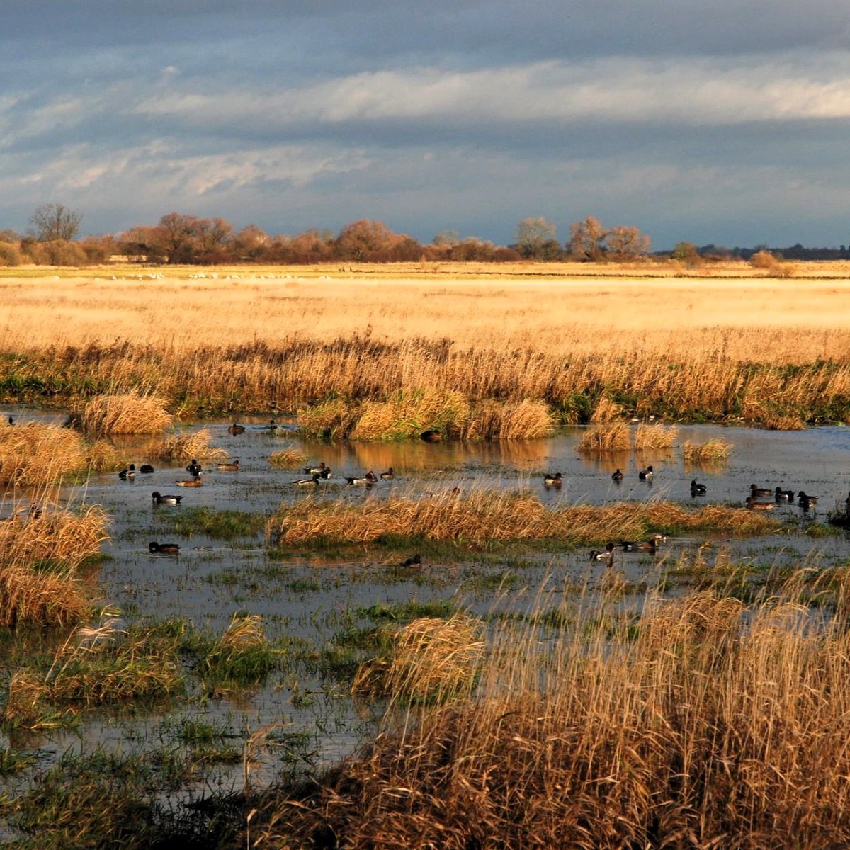 NaturalEngland's tweet photo. Just 10 minutes in a wetland boosts wellbeing, says @WWTworldwide. 🦆

Hands on experiences such reedbed creation leave volunteers at Lower Derwent Valley #NationalNatureReserve feeling "peaceful and happy".

Read our #WorldWetlandsDay blog. https://t.co/1L90n6i4Y7 https://t.co/cKRSRNgRrq