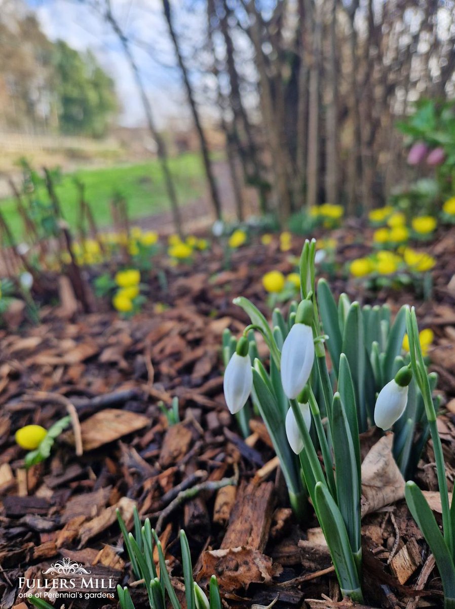 Our first Snowdrop opening is underway 🤗 We're open 11-3pm today, joined by @chrisw01 from Sustainable Plant Store, with a selection of plants for sale and expert snowdrop knowledge to depart! perennial.org.uk/garden/fullers… #PerennialsGardens #Suffolk #snowdrops