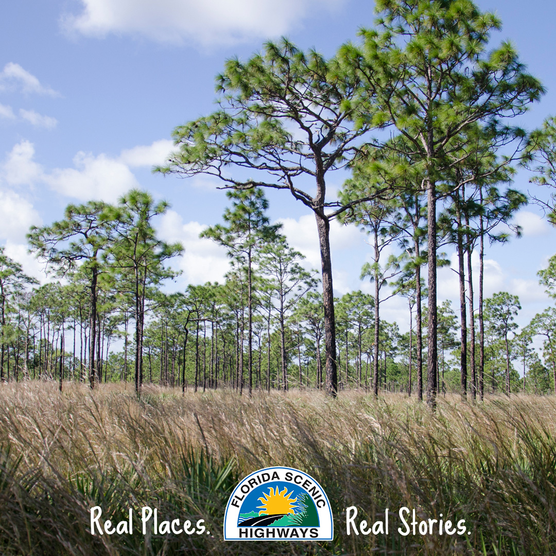 FLscenichighway's tweet photo. Indian River Lagoon National Scenic Byway features saltwater and freshwater wetlands. 
St Sebastian River Preserve State Park includes a unique blend of wetland habitats to explore.

👉 https://t.co/HJ1CRdfQiK
🐢   #WorldWetlandsDay2024
  @MyFDOT_SEFL @FLStateParks https://t.co/qUYyg3IEtJ