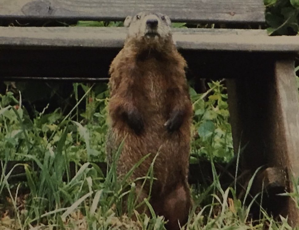 Happy Groundhog Day 2024