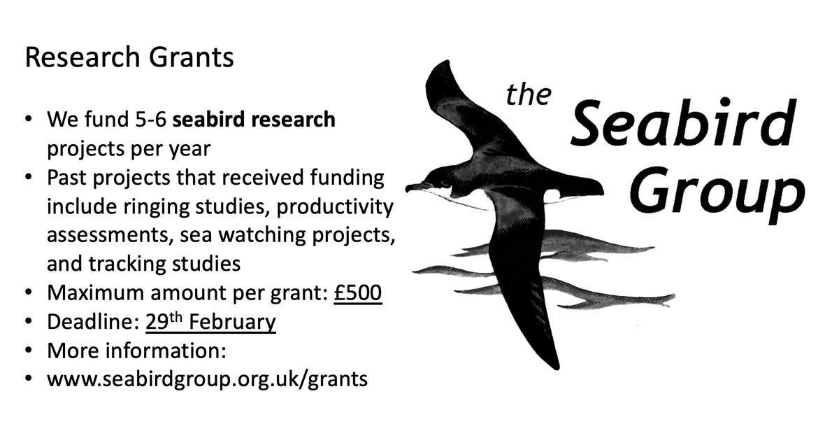 We are pleased to continue our support for seabird research Our research grants are now OPEN 🔓 Get your application in by the 29th February! Do you have an exciting idea for a seabird research project this summer that needs some 💰💰💰? More info: seabirdgroup.org.uk/grants