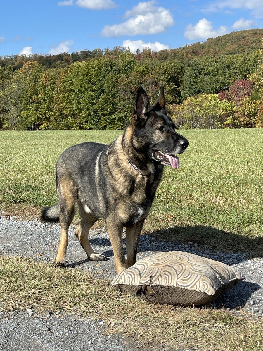 HokieFan's tweet photo. @dog_rates @15outof10 @dogfather Kanon (and his pillow) love this ideal. Thank you @15outof10, we are happy to be proud, longtime supporters. https://t.co/ooEE1Oqknv