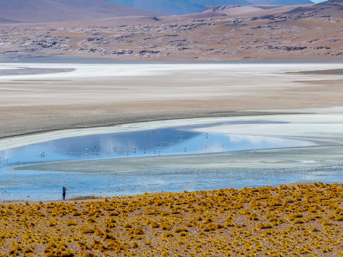 criordor's tweet photo. Hoy 2 de febrero es el día Mundial de los Humedales, recordar: "Los salares NO son minas, son humedales" 🦙🐛🪱🦩🐸🐦🦊🦠🐟🌵🦎 #WetlandsDay https://t.co/puHCsjYBiL