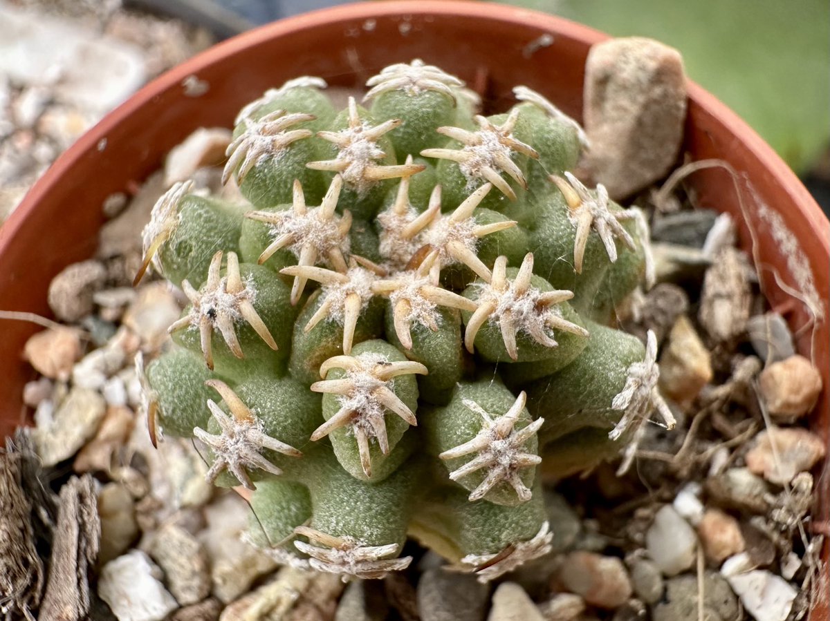 Pigmaeocereus bieblii (my partner thinks the spines look like face huggers off alien !) #cacti #BCSS #HouseplantHour
