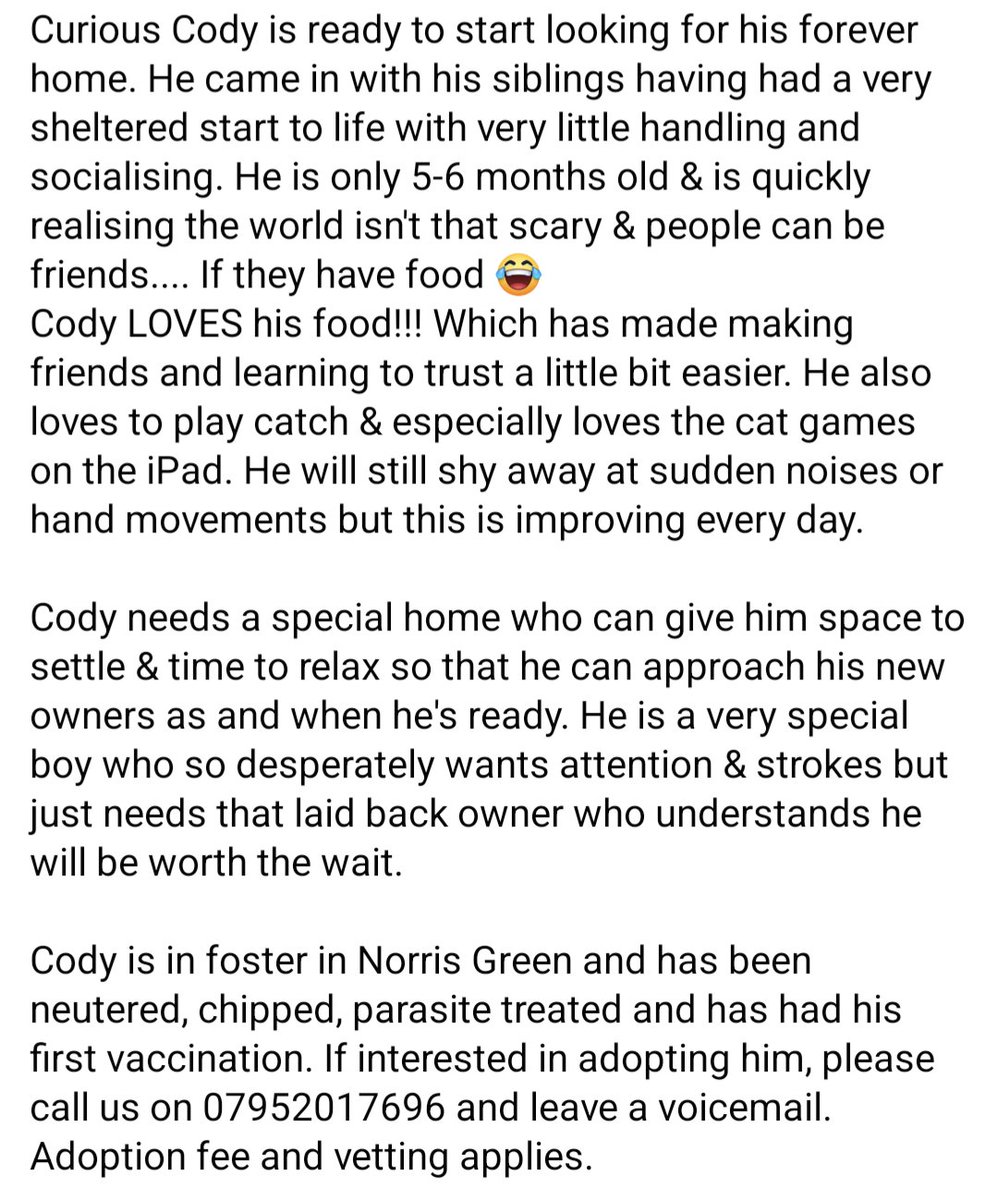 Beautiful little Cody is now ready to find his forever special home 💗 If you think you can offer him a safe, loving home call 07952017696 #FelineFriday #FridayFeeling #AdoptDontShop #Liverpool #CatsOfTwitter