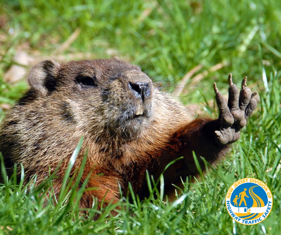 's tweet image. Stop, stop! Put the phone down. You’ll never see spring if you hit me. #JustDrive #GroundhogDay2024