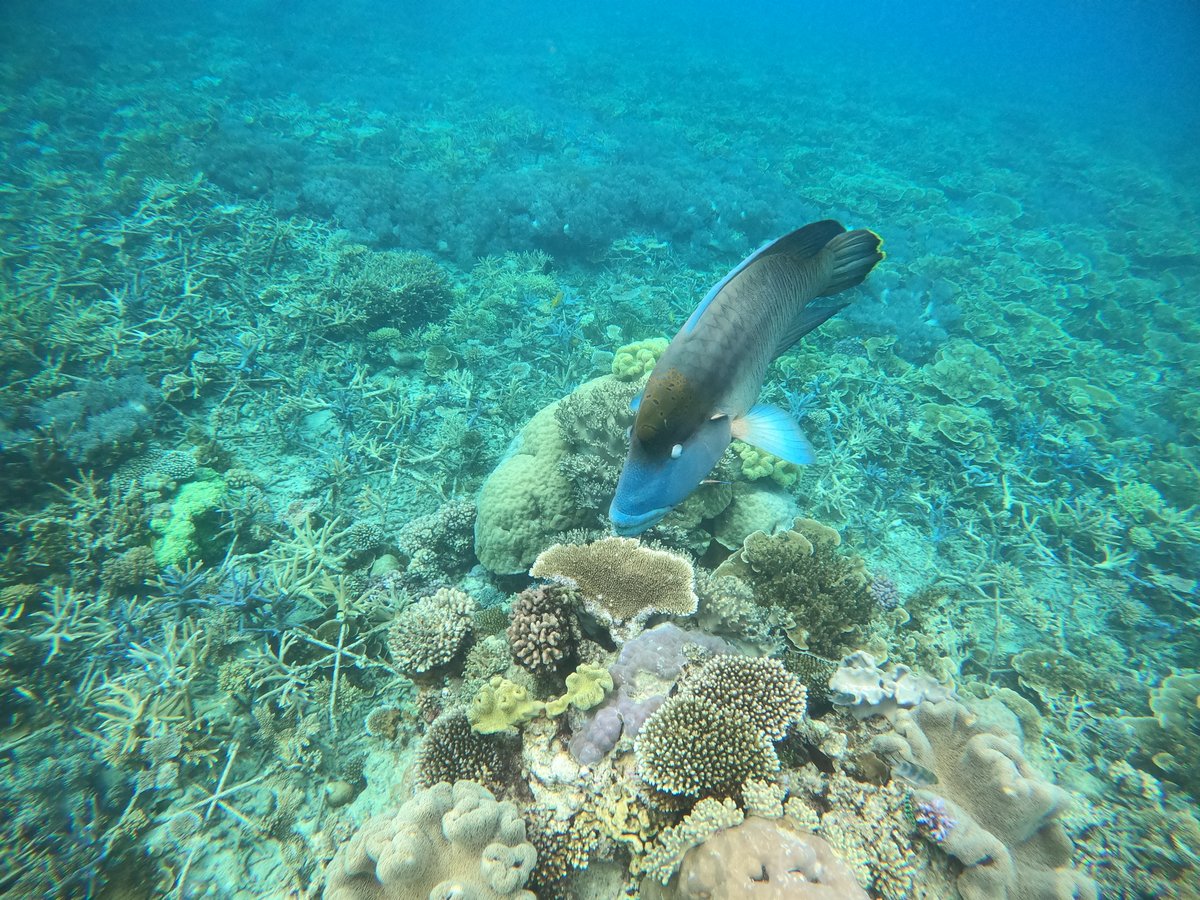 🌊Exciting findings from my 1st first-author paper &amp; PhD chapter! #Coralreef carbonate budgets can be enhanced through #coralrestoration 🙌Key metric to evaluate the success of interventions in recovering essential #ecosystemservices - wave attenuation🏝️ shorturl.at/fgE37