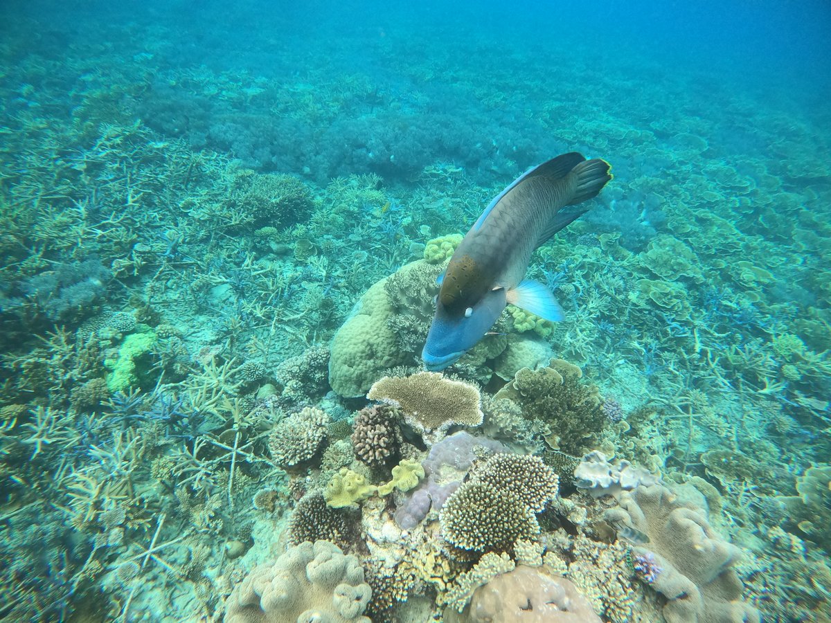 🌊Exciting findings from my 1st first-author paper & PhD chapter! #Coralreef carbonate budgets can be enhanced through #coralrestoration 🙌Key metric to evaluate the success of interventions in recovering essential #ecosystemservices - wave attenuation🏝️ shorturl.at/fgE37