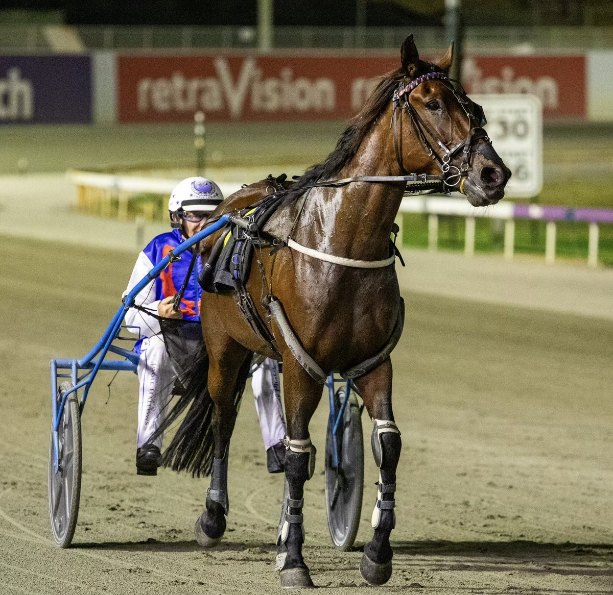 GloucesterPark's tweet photo. Two in a row for Trainer Barry Howlett. This time with OUR MAESTOSO in Race 5 - Trotsynd Trotters Cup. https://t.co/lVl1jxExSh
