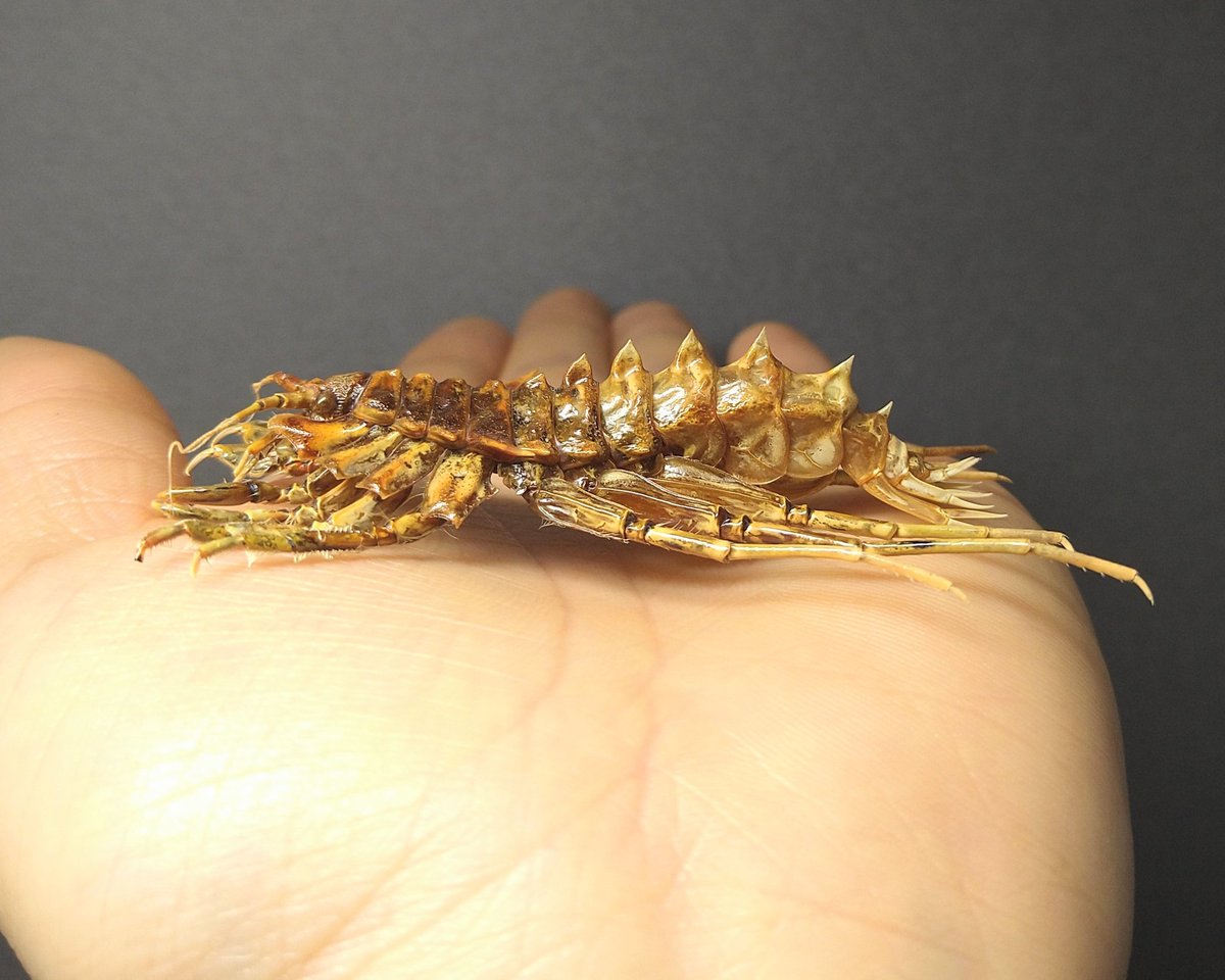 バイカルヨコエビ 🇷🇺 Acanthogammarus victorii 横から