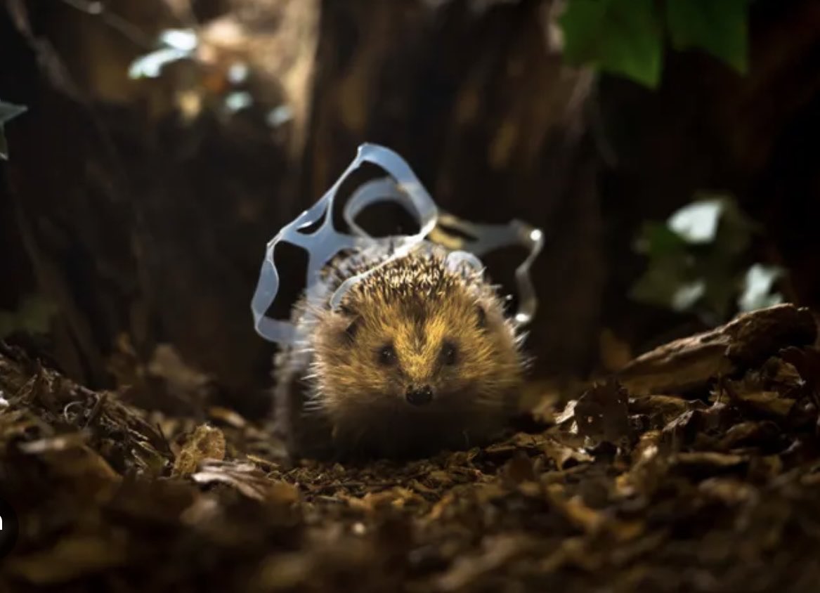 Happy #NationalHedgehogDay Please RT to remind everyone to ⁦@KeepBritainTidy⁩ and give these beloved, important but threatened characters a chance! ⁦@Prickles_Paws⁩