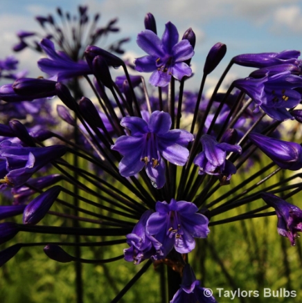 Are you a plant wholesaler supplying #gardencentres countrywide? We want to add your plants to our library to help boost your plant sales via retailers across the country. This last month we’ve added new plants for @taylorsbulbs including Agapanthus ‘Black Buddhist’.
