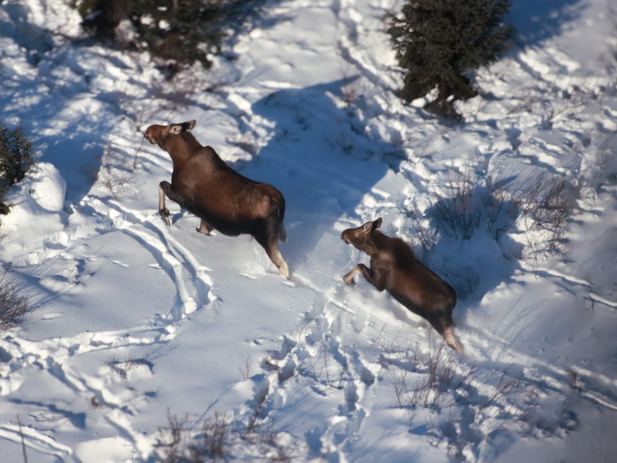 🚁 Up in the air for a good cause! Our team is partnering with the Nunatsiavut Government to survey moose around Hopedale, Postville & Makkovik. Thanks to local insights and expert analysis, we're optimistic about finding moose in all the best habitat areas! #Paigitsiaguk