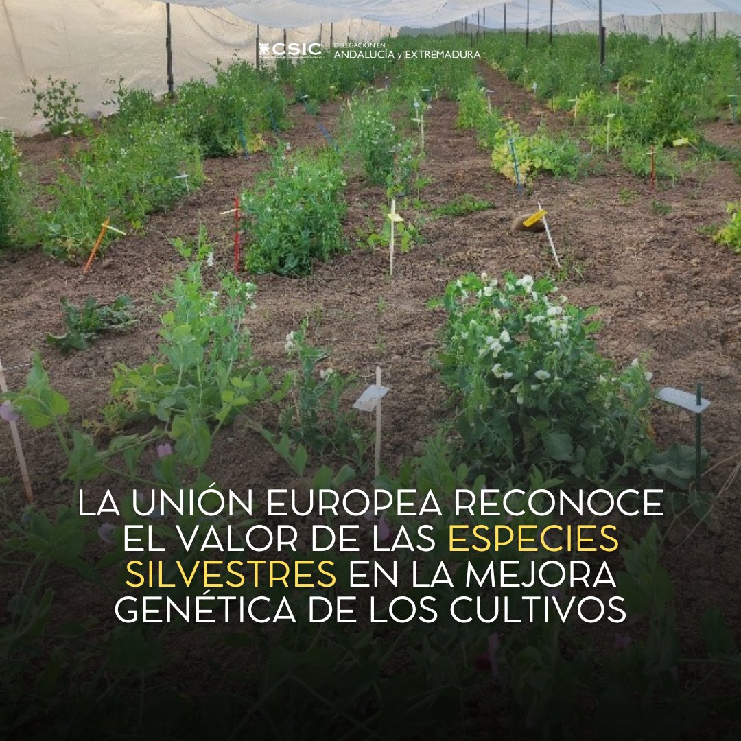 CSICAndalExtrem's tweet photo. Estas son las noticias a las que damos difusión este viernes 2 de febrero📰 #noticiascsicandalextrem

Más información: https://t.co/1ZlAbOPtNu

Parte 1/3

#noticias #CSIC #ciencia https://t.co/KaOuuRbRRT
