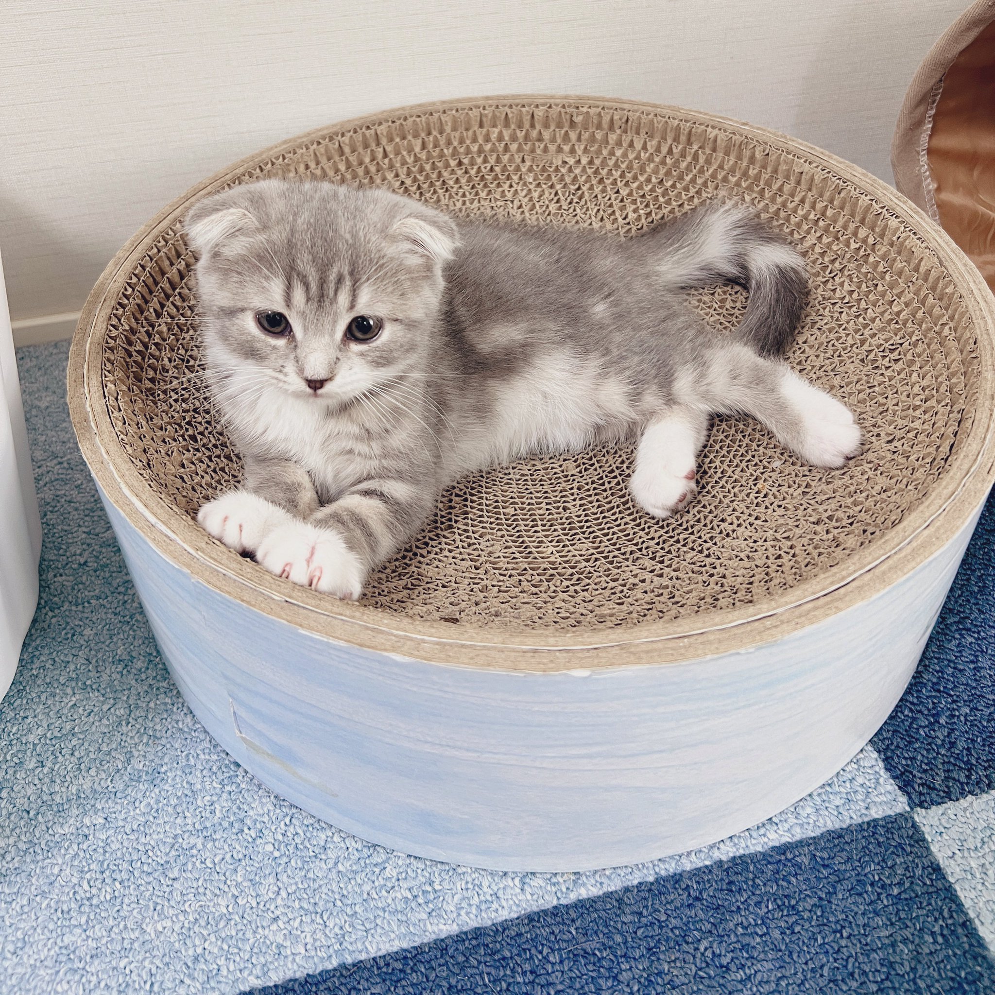 ねこぞー on X: 