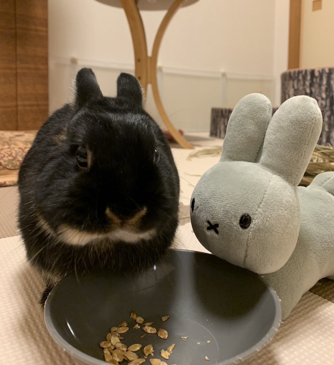 HopRabbit's tweet photo. みなさん、1週間お疲れ様でした🐰🖤
ゆったり休みましょ🩶🐰
#うさぎがいる暮らし https://t.co/BJJz3SXht4