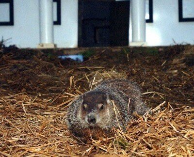 General Beauregard Lee <a href="/DausetTrails/">Dauset Trails Nature Center</a> Nature Center in #ButtsCounty has predicted an early spring! #GroundhogDay #GroundhogDay2024