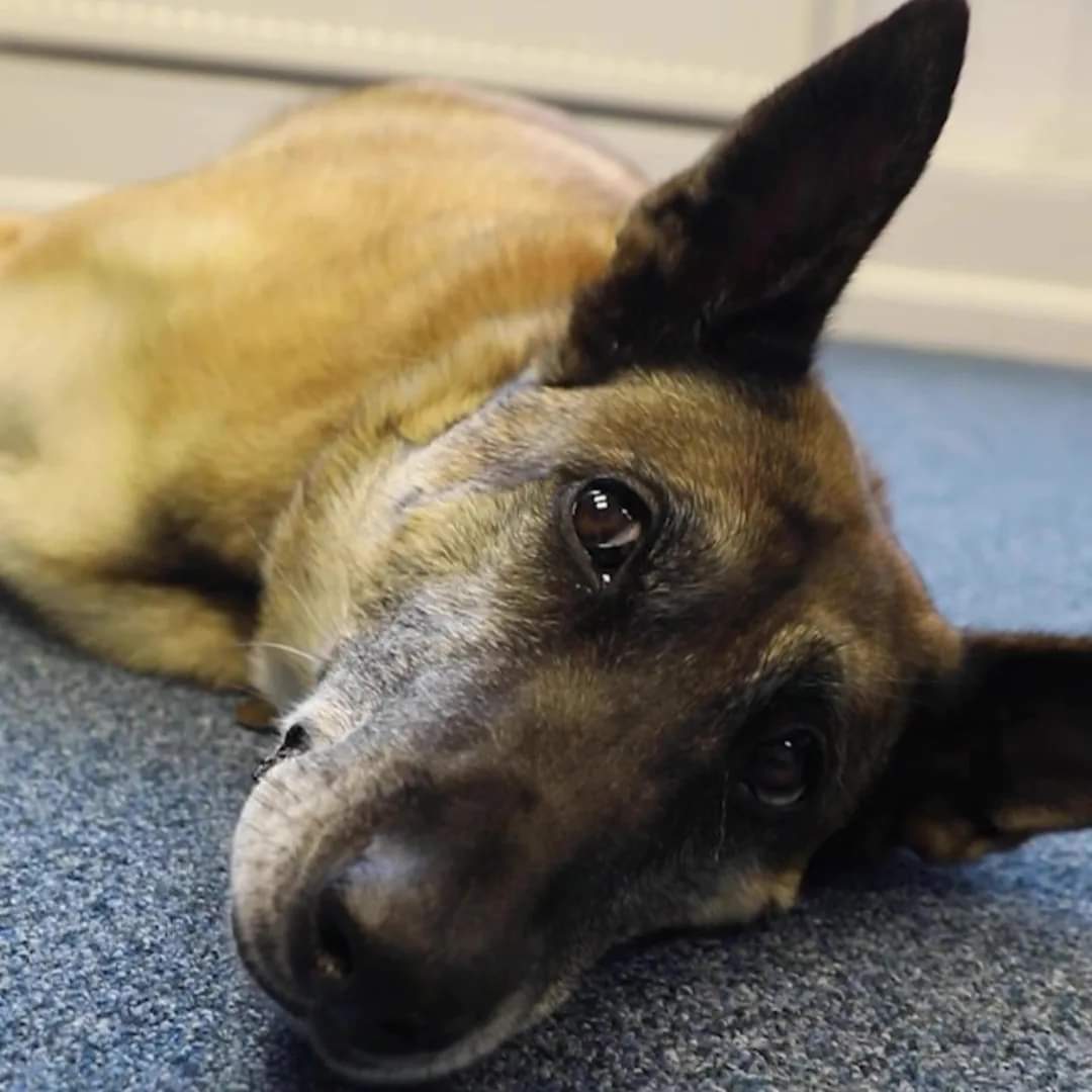 Happy 11th Birthday to Retired Military Working Dog (RAF) Tina 🥳
We hope you have the most pawsome day! 🐾
#Veteran #retirement #HappyBirthday #paws #Military #RAF #dogswithjobs #birthdaygirl 
@RAF__Police