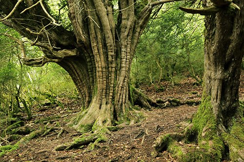 hazifundazioa's tweet photo. Life HFH, "Hardwood for Home" (23-28) proiektua abian jarri dela eta, #BASOGINTZA sektoreari zuzendutako ikastaro bat antolatu da, Araban eta Bizkaian emango dena.
'Hostozabalen basogintza kalitatezko zura lortzeko'
📎Info: https://t.co/Lt615kfUyi https://t.co/nLNmDulD2x