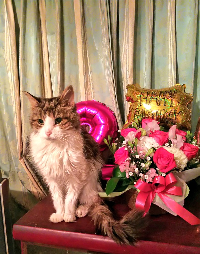 saruma_cat's tweet photo. お久しぶりです。なんと
20歳になりました‼️

#メインクーン
#猫好きさんと繫がりたい
#高齢猫 #まだまだ元気 
#カメラ目線お願いします https://t.co/JbCPEtbQcX