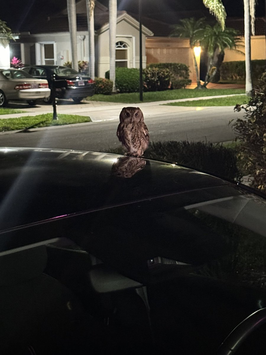 PudgyPro's tweet photo. So anyway, there was An Owl just hanging out on top of my car this morning. Had to scare him off with remote start. This good or bad luck?
How’s your morning going? https://t.co/1fORJFkNET