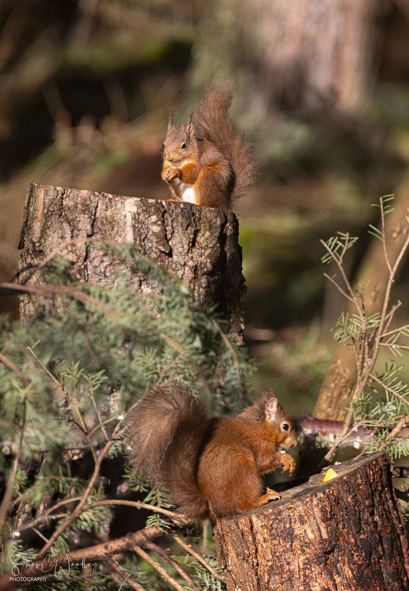 simoncwoodley's tweet photo. "Double Red" A wonderful sight in Northumberland  earlier this week. #NaturePhotography @StormHour @ThePhotoHour #redsquirrel https://t.co/scLkCZBxzd