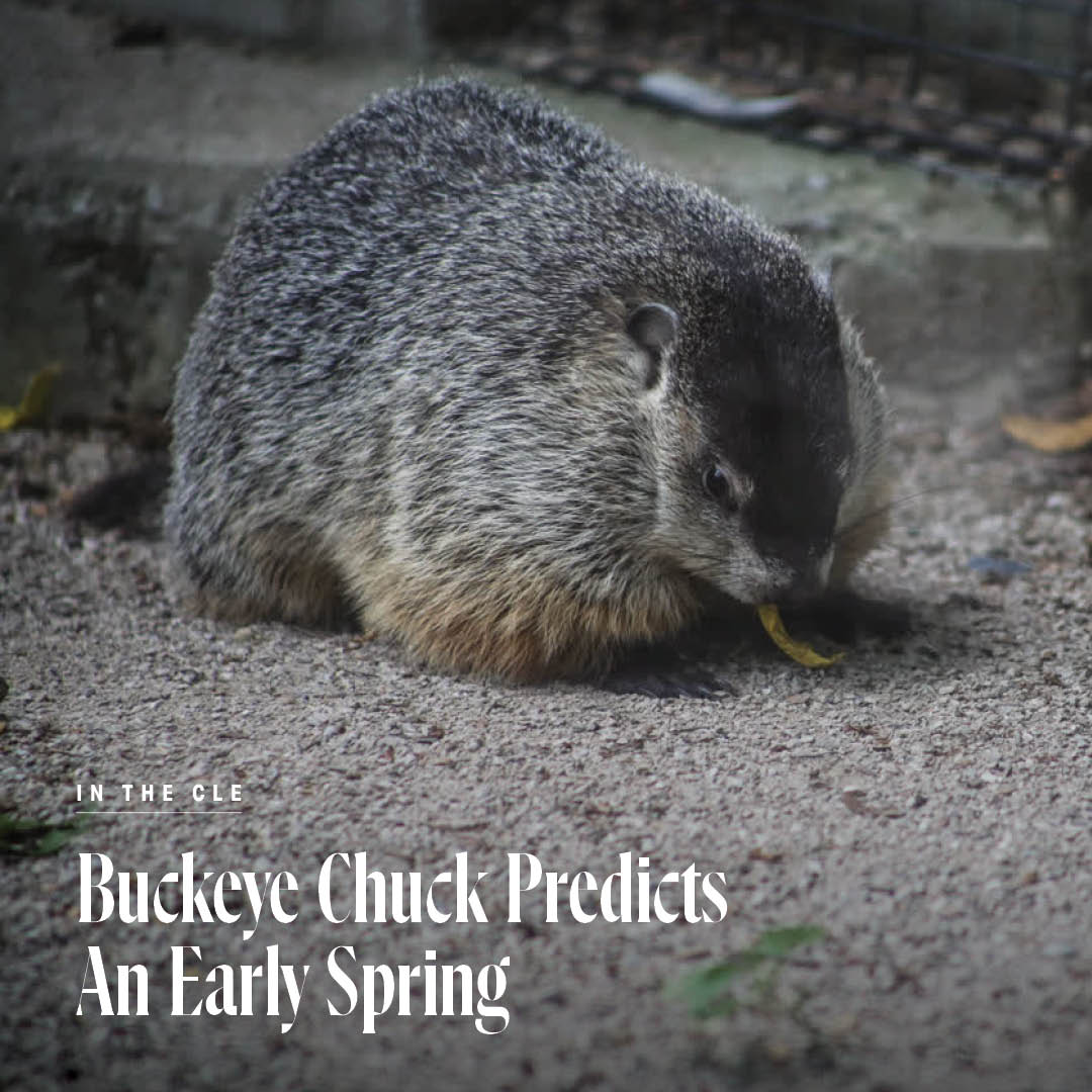 It's official: Buckeye Chuck predicts an early spring! 🌱 Read more about Ohio's weather-predicting groundhog, who lives at @goCMNH: clevelandmagazine.com/in-the-cle/new… @OHBuckeyeChuck