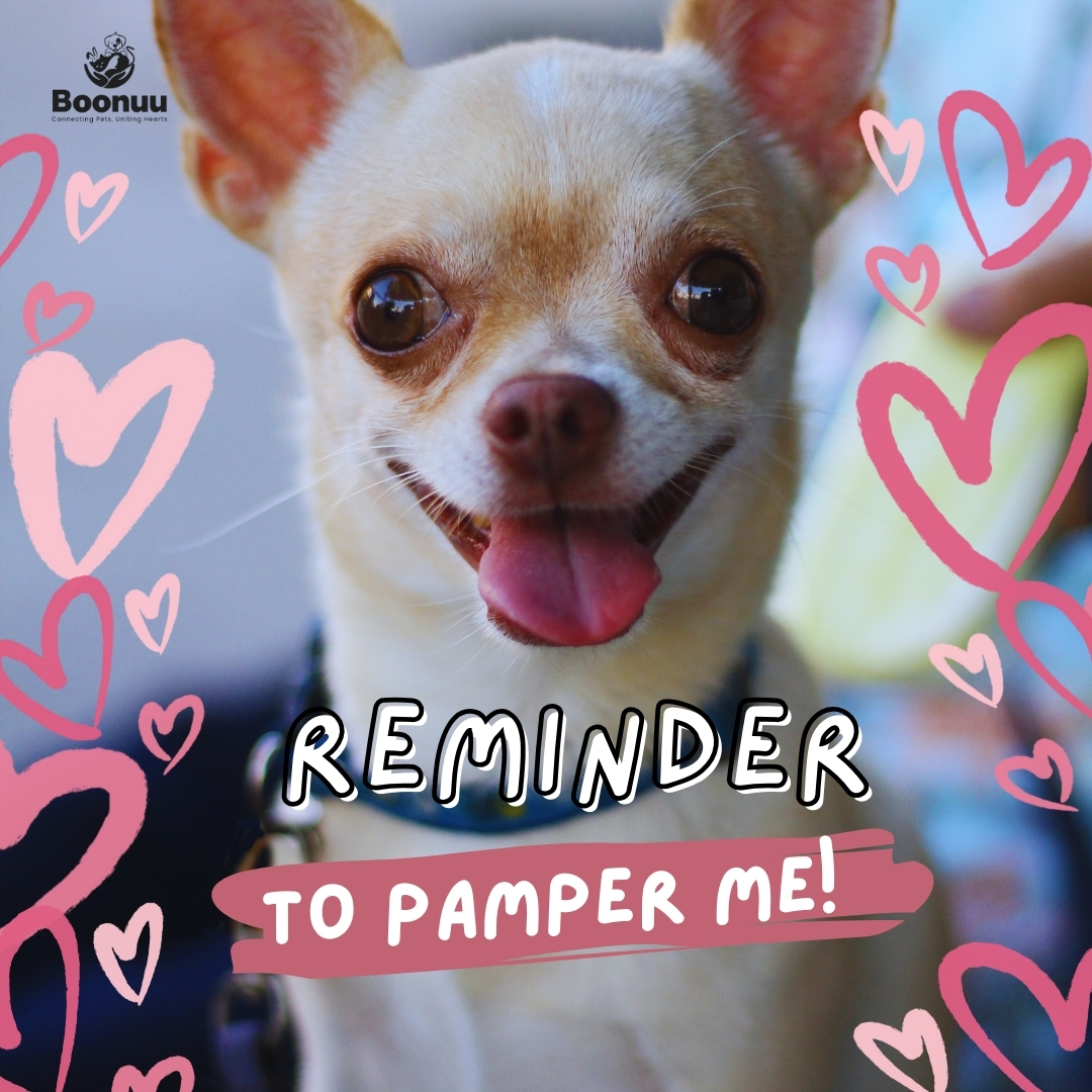 Boonuuofficial's tweet photo. β οΈATTENTION, Pet Parents!β οΈ
.
.
.
Time for a gentle nudge β your furry friend's reminder to pamper them
with love, treats, and belly rubs! πΎπ
Visit - https://t.co/yQ7SIskYJu
#appcomingsoon #boonuu #petcarejoy #petcommunity #furryfriends #bestpetcare #petlovers #JoyfulPets https://t.co/f5ydKEFdr4