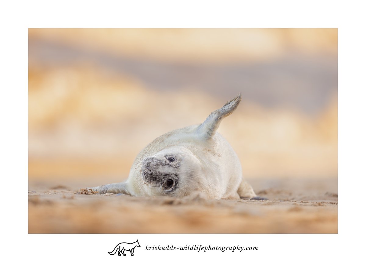 Morning stretch. #GreySeal #seal #wildlife #wildlifephotography #BBCWildlifePOTD @CanonUKandIE @BBCEarth