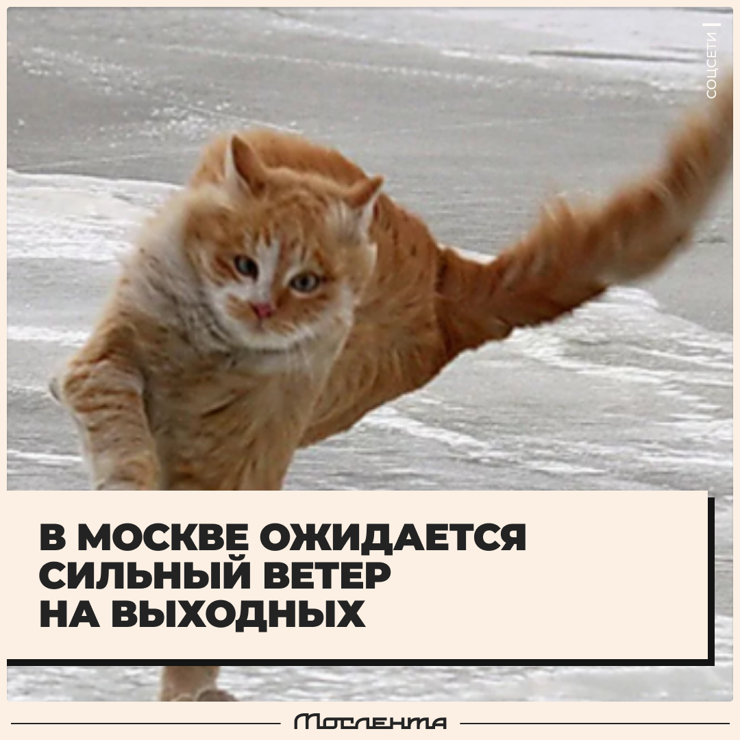 Мослента tweet media