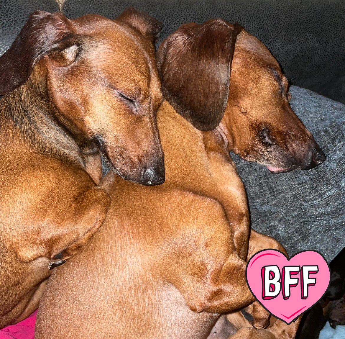 Teddy, louis, Darcie, Rosie, Sonny and Hugo tweet media