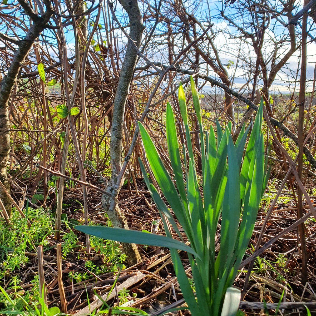 tairseach's tweet photo. Happy Saint Brigid's Bank Holiday Weekend everyone! Brigid is a beloved saint, equal to Saint Patrick, and she has many guises: a goddess of agriculture, healing, and poetry, and a reminder of the dignity and the rights of women. She is, in other words, a national treasure! https://t.co/GRWnh5Kv3A