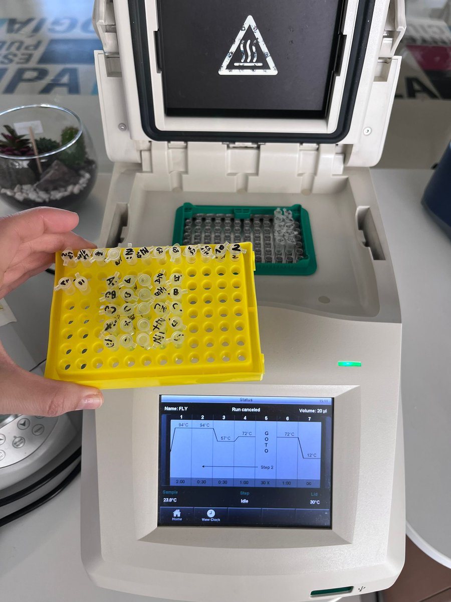 liacesar_etopia's tweet photo. Ayer realizamos en #LIABio la 1° sesión del taller de #Aulia dedicado a la aplicación de técnicas de genética molecular en #cienciaciudadana a través del proyecto #melanogasterctf, con el objetivo de poder llevarlo a las aulas. Con la colaboración de @FECYT_Ciencia y @CienciaGob https://t.co/FKMhpBKKWT