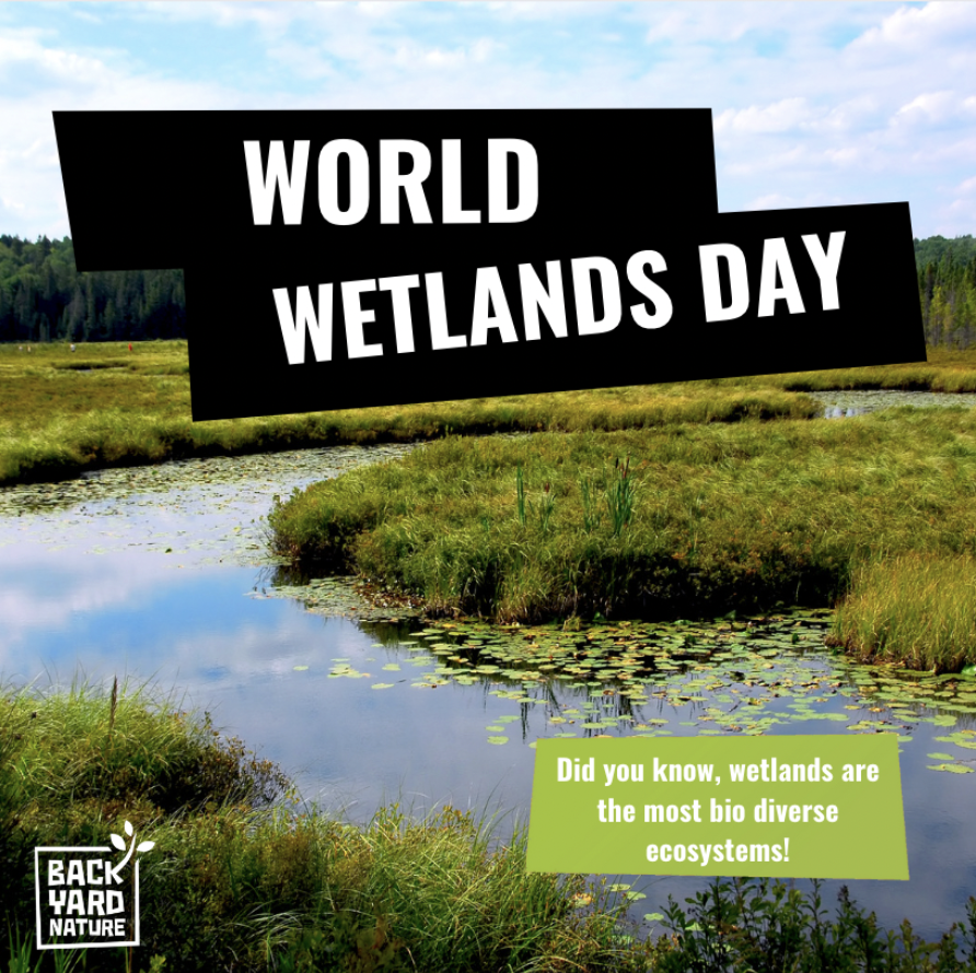 Its #WorldWetlandDay 🌍

Wetlands are a vital part of our ecosystem! They keep our air and water clean, and create habitats for animals and insects.🐛🦋

<a href="/WWTworldwide/">WWT</a> are on a mission to protect our wetlands!🌿🐸💦

Create your own wetland below⬇️:

wwt.org.uk/discover-wetla…