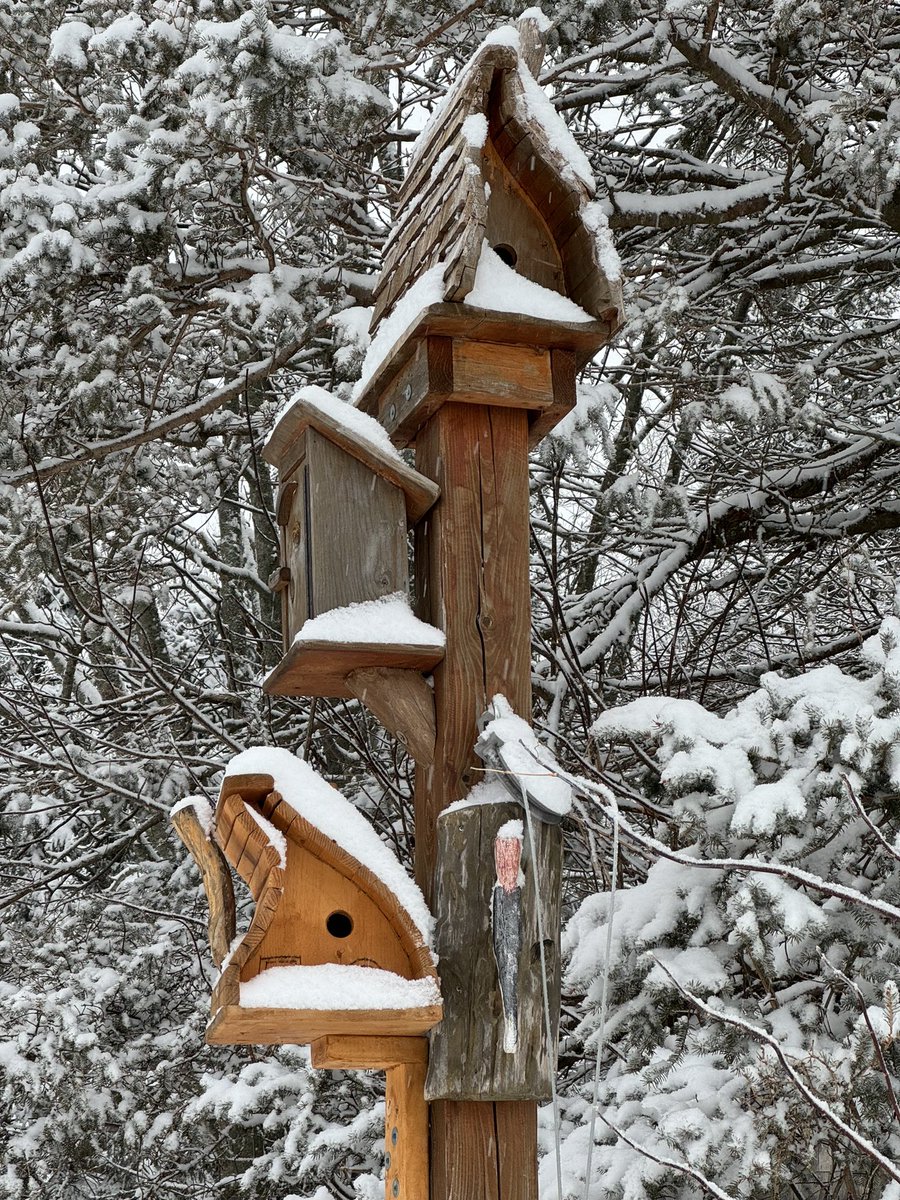 Happy Ground Hog Day from the Cove #lovewinter  #pei